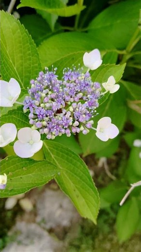 20260529(金)-2:フラワーパーク:紫陽花です。額紫陽花です。ようやく開花しました。