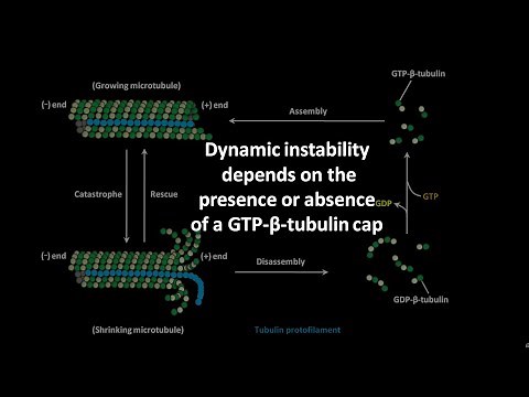 Dynamic instability of microtubules