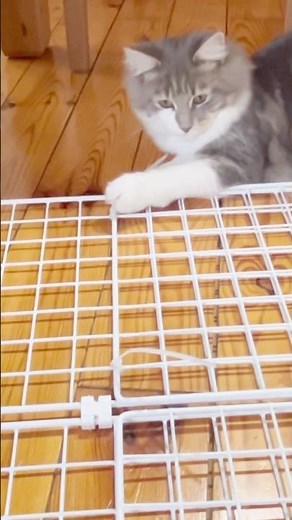 【パパのDIY❷】成功編/DAISOで作るペットゲート/#ラガマフィン #猫との暮らし #cat #shorts