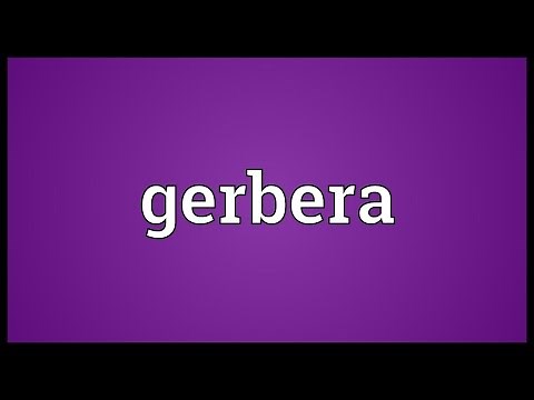 Gerbera Meaning
