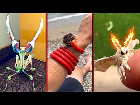 Rare Creatures You Won't Believe Are Real !!!