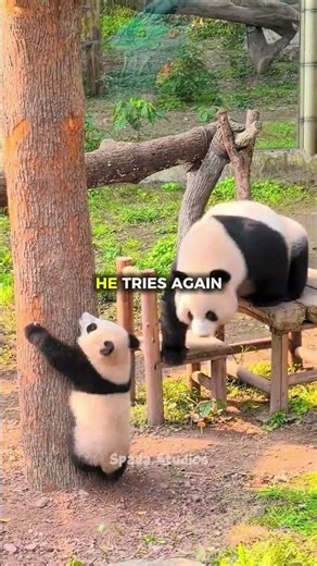 Baby Panda’s First Tree Climb Will Melt Your Heart