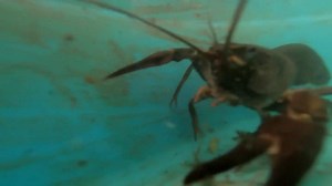 Sniffer dogs help track invasive crayfish