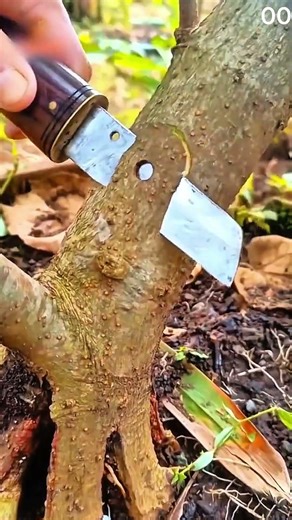 Tree grafting technique joining scion with trunk carefully