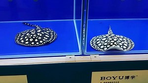 19K views · 627 reactions | Live from the CIPS in Guangzhou / China Stingray Competition #oliverknott #ok_aqua #okinchina #cips2016 | Oliver Knott | Facebook