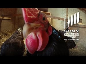 Chicken People - Official Trailer - Now on Digital, On DVD 11/22