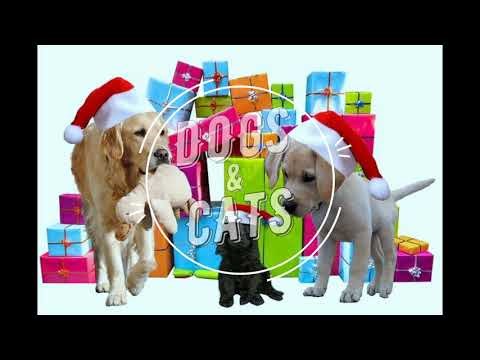Funny DOGS and CATS christmas