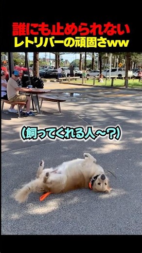 The stubborn Retriever who absolutely refuses to go home lol