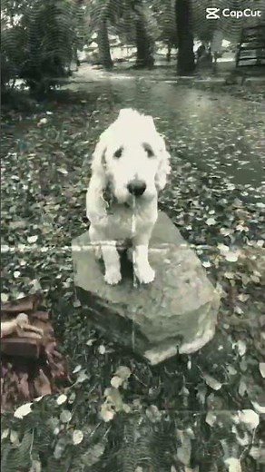 Check Out This Goldendoodle | Cincinnati Dog Trainers Off Leash K9