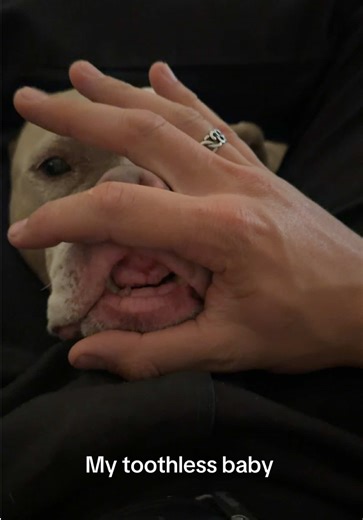 The Journey of My Toothless Rescue Dog