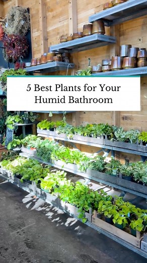 A humid bathroom is the perfect place to grow these humidity-loving houseplants! Tap the link in our bio for more plant picks. #TheSpruce #plants #home #homedecor #plantlover #houseplants | The Spruce