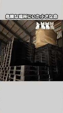 The fight for life begins now... A record of the growth of this little life #kitten #rescue #cat ...