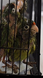Name something that doesn’t belong in boots or car seats… How about parakeets? On Tuesday, April 29, 2025, 12 orange-fronted parakeets were seized by the U.S. Fish and Wildlife Service Office of Law Enforcement at the Otay Port of Entry in California, following an alleged smuggling attempt intercepted by U.S. Customs and Border Protection. The birds were found tied at the feet and wrapped in pantyhose, some were found stuffed in a man’s boots while others crammed inside the seat of the car. Unfo