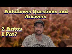 2 Autoflowers In 1 POT? AUTO GROWING Q&A