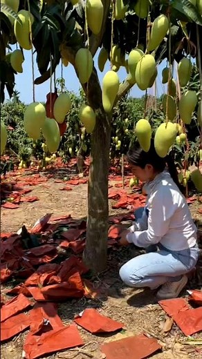 "Mini Mango Tree | Mango tree as small as your height | Seedless Sweet Mangoes | New Variety!"