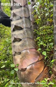 1.3M views · 2.5K reactions | Have you ever seen a bamboo shoot THIS big? Giant Dragon Bamboo, an endemic species in SW China's Yunnan, can grow as tall as over 30 meters. Even its bamboo shoot can reach a height of 2 meters, with an average weight of over 50 kg. #AmazingChina #biodiversity | VideoChina | Facebook