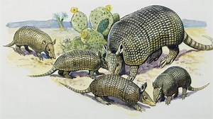 Armadillos | National Geographic