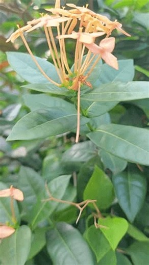 clip-3989359041-ashoka-flowers-red-orange-color-bloom-morning