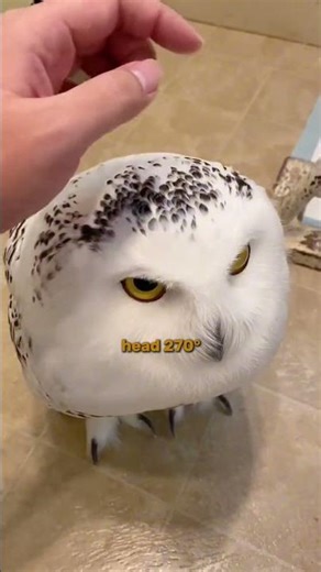 Owls Explained 🦉 | The Silent Hunters of the Night