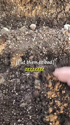 How to Plant Garlic in 3 steps!