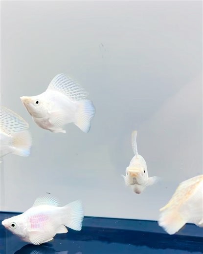 Freshwater Reefmaster Indonesia on Instagram: "A shimmering blend of pure white and ice-blue tones, the Platinum Molly stands as one of the most elegant livebearers in the trade. Bred for clarity, vibrance, and strong form, this variant shines brilliantly in community tanks and adds instant refinement to any freshwater setup. Reefmaster Indonesia provides export-quality Platinum Mollies for global wholesalers—healthy, vibrant, and professionally conditioned for long-distance shipments. 🌍