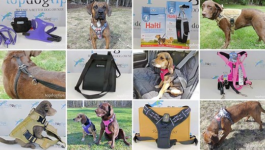 10 Best Dog Harness Brands (Test, Review and Rankings Update)