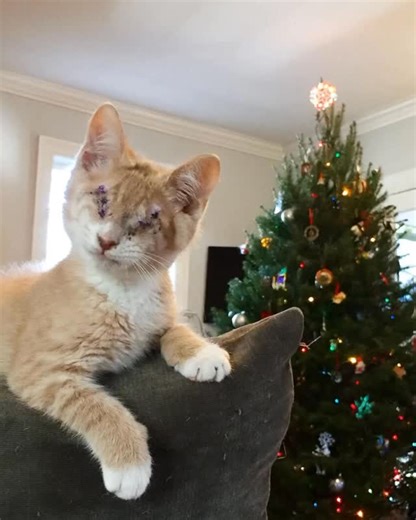 Pokey Pot Pie’s Playschool for Wayward Kittens on Instagram: ". 🎶On the first day of Bopmas, my true love gave to me - Footage of Bop’s first week.🎶 . Bop came into foster with us almost exactly 8 years ago. Christmas and Bop’s arrival will always be linked for us, as it was so much fun learning how to live with a blind cat while also watching him enjoy all the Christmas toys and decorations. (Christmas is definitely Bop’s favorite time of the year! He loves the tree, seasonal beds, and playin