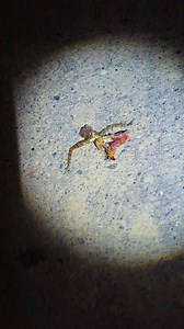 First of the year Part 2 ( sad ) | Gizmo Guy | Facebook