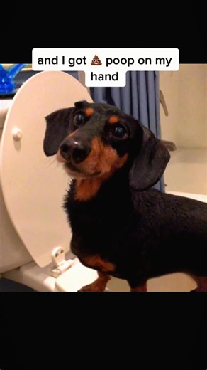 That moment when you realize your puppy is a pro at stealing surprises! 🐶💩 #PuppyAdventures #SmileAndLaugh | Kira Price