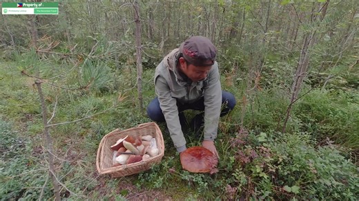 142K views · 3.4K reactions | Full Video!!! Wild Edible Mushroom foraging, picking, hunting, pulling, cleaning and Eating! Nakakain po ang mga kabuteng kinukuha ko heto po at nilalantak ko  Funghi Porcini. King Bolete. Penny Bun. Isa sa pinakamasarap na lutuin at kainin na Kabute. Good Vibes Lang Po Dapat Lagi  God Bless. Ingat Po Lagi. Magandang Araw. Laban Lang! | Pinilakang Lakbay TV | Facebook