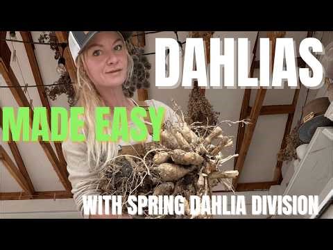 DAHLIAS made EASY with spring dividing and overwintering!