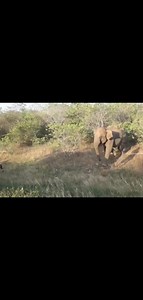 6K views · 466 reactions | Malenadu things  Crazy .For Homestay...