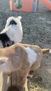 Goat Manure Fertilizer 1lb Bag - Etsy