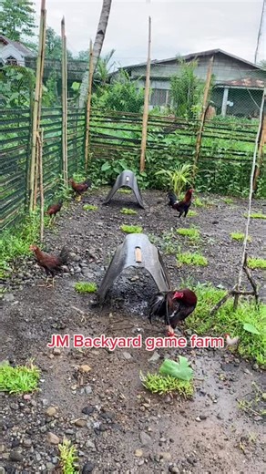 #backyardgamefarm☺️🐓🐓 #JMbackyardgamefarm #stagsreadytodispose #bradztv