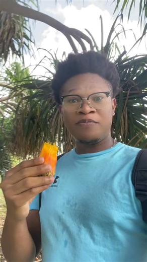 24 reactions | The screw pine fruit comes from plants of the genus...