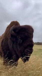 49K views · 4.9K reactions | Volume on!  Listen to the low rumbling bellow of one of Monarto Safari Park's male American Bison. Keeper Tam shared this great video of the bison just before dinner time - we think someone was a little bit hungry! As herbivores, American Bison enjoy a diet of mainly grass and hay but are given grain and an assortment of browse as a special treat throughout the week. #thewildiscalling | Monarto Safari Park | Facebook