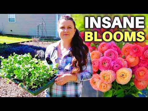 HOW to get INSANE Ranunculus BLOOMS. How to properly plant RANUNCULUS for EARLY SPRING blooms.