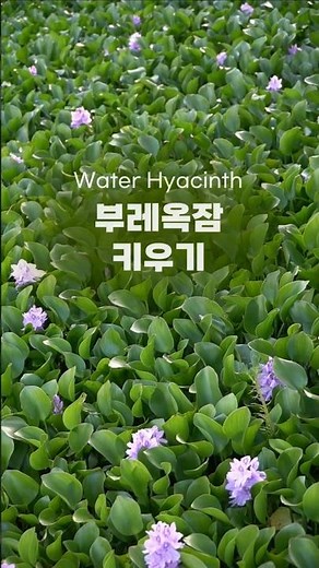 How to Grow Water Hyacinths Well / Suitable Location and Water Management (Water hyacinth, ホテイアオイ)