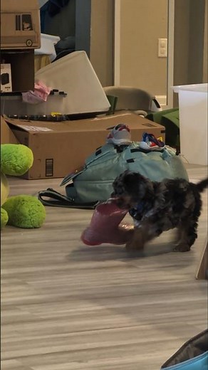 Tiny Cavapoo Puppy vs. The Pink Boot: Cuteness Overload!