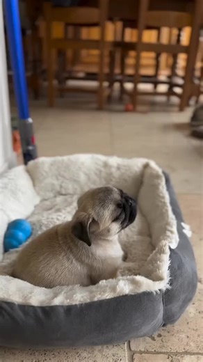 Soooooooooo Cute 🥰🥰🥰 #pug #pugs #dogs #pugloversclub #puglover Credit: 📷📸 👑Pug Lovers Club