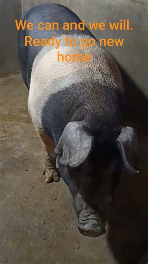 आत्मा बिश्वास #duroc #pig #pigbreeding #hampshire #farming #pigfarming