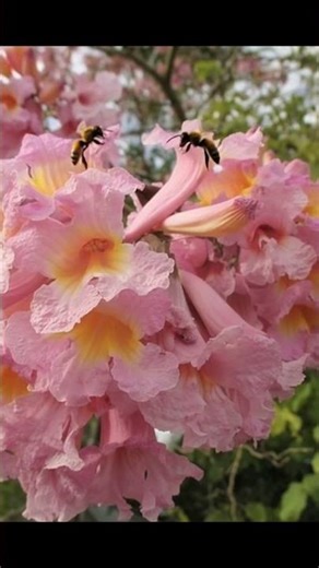 “The Pink Tree That Looks Like a Dream 🌸 | Tabebuia rosea” #facts #woodscraft #forest #nature#garden
