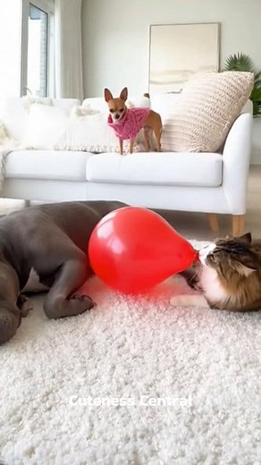 482K views · 19K reactions | Bruno was sleeping peacefully…  Until Princess jumped, the balloon exploded — and chaos began!  He ran like his life depended on it  #funnypets #catvsdog #aiadorable #PetComedyClub #dogsoffacebook #catsoffacebook #viralreelschallenge  AI-created scene made for laughs, good vibes, and pure cuteness | Cuteness Central | Facebook