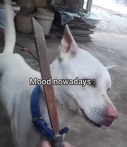 931K views · 1.6K reactions | Binit Napit on Reels | Facebook