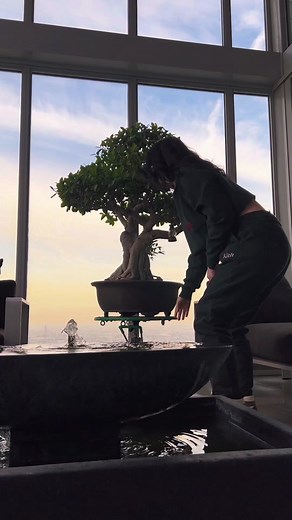 Giant Bonsai Tree: The Ultimate Plant Investment