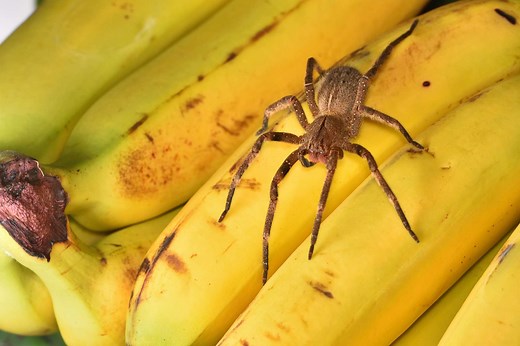 L’araignée-banane, une alliée inattendue contre les troubles de l'érection