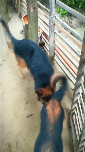 Dog mating trying self mating for your German Shepherd dog.