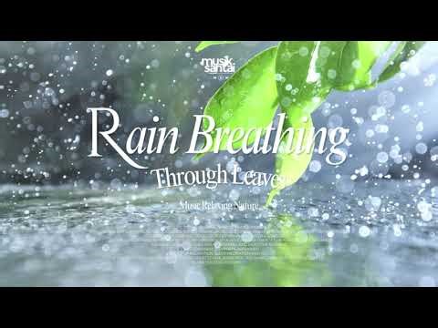 Relaxing Jungle Ambience | Peaceful Rainforest Instrumental for Deep Relaxation