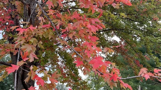 Fall color change in Nebraska: When will it happen? How will early fall heat impact it?