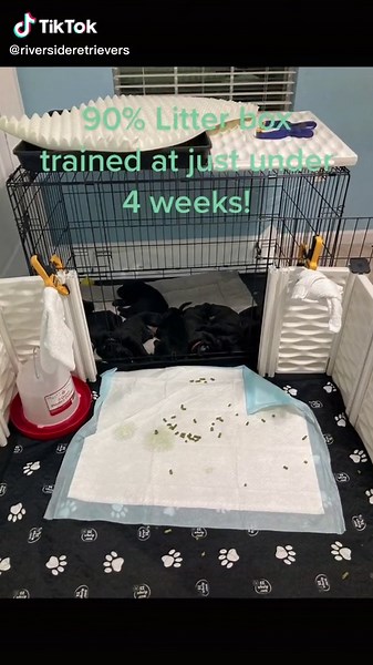 #labradorretriever #retrieversoftiktok #labpuppy #puppy #duckdog #akchunttest #akcfieldtrials